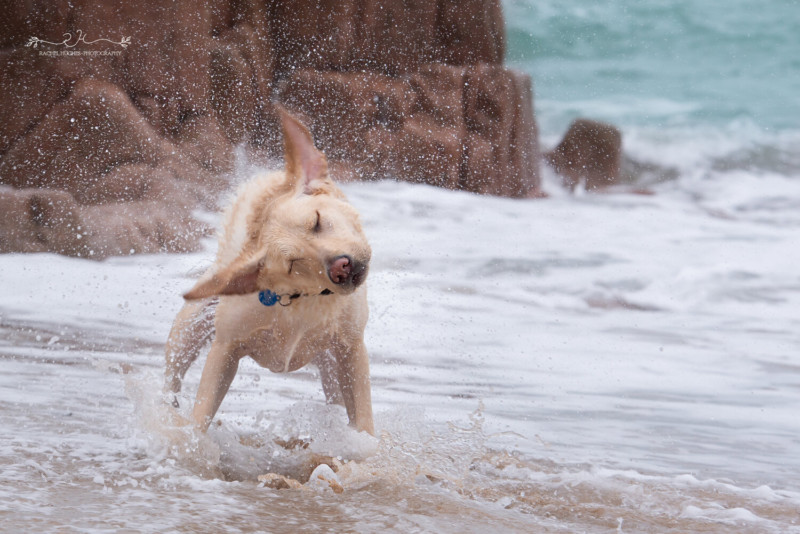 dog16-800x534.jpeg