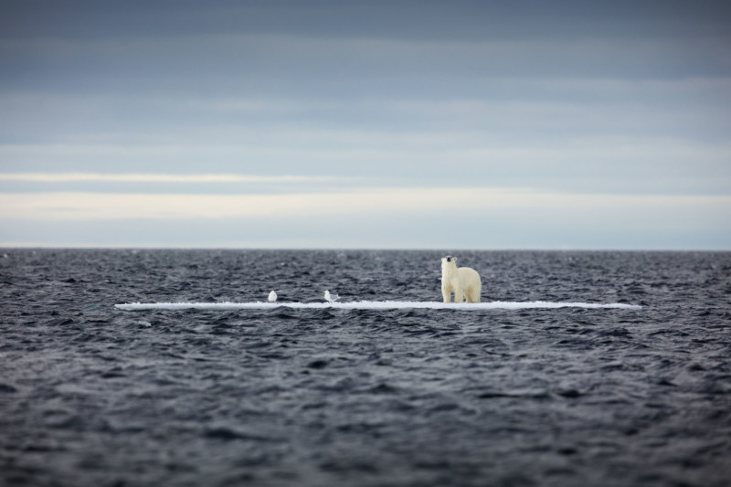 0327_On-Thin-Ice-by-Sue-Flood-FRPS-800x533.jpg