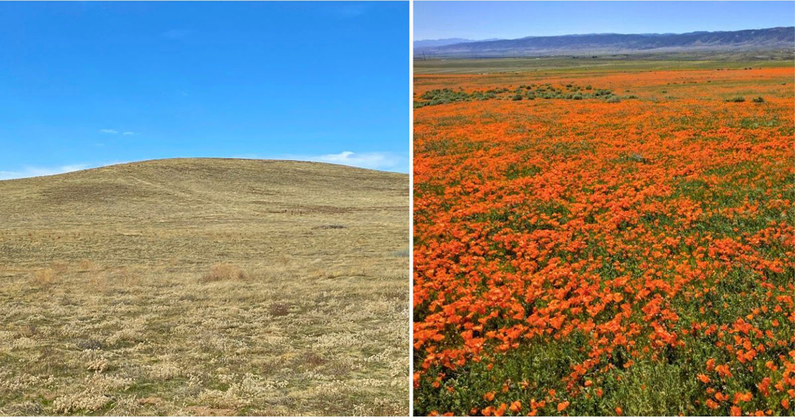 Split image: Left side shows a barren hill with dry grass under a clear blue sky. Right side features a vibrant field of orange poppies in full bloom, with green hills and a blue sky in the background.