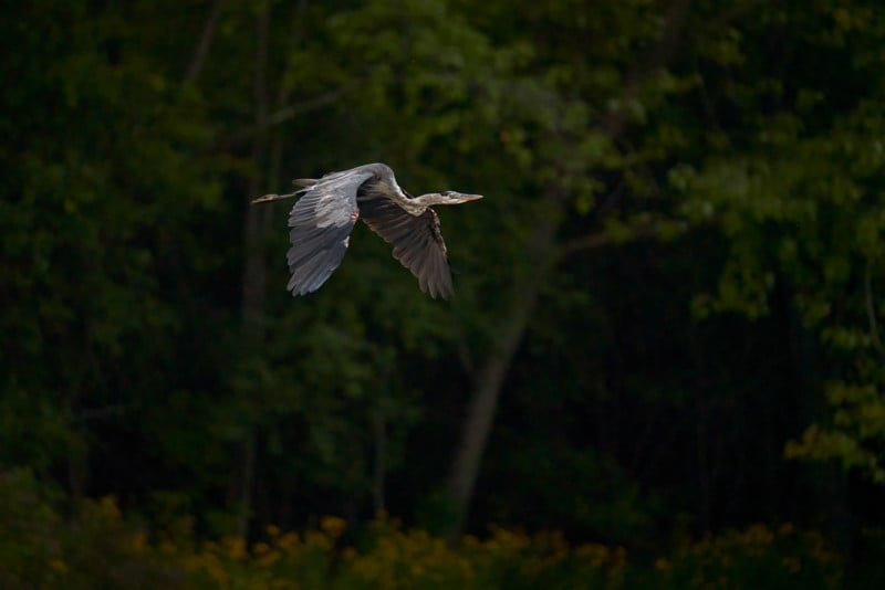 sigma-150-600-dg-dn-os-lens-sample-1-800x534.jpg