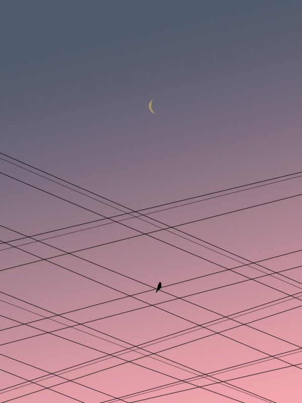 BirdOVerhead-Wires1200-600x800.jpg