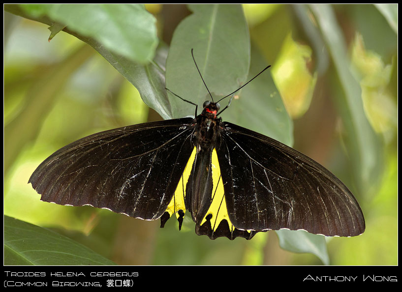 Common_Birdwing_260908_by_inckurei.jpg