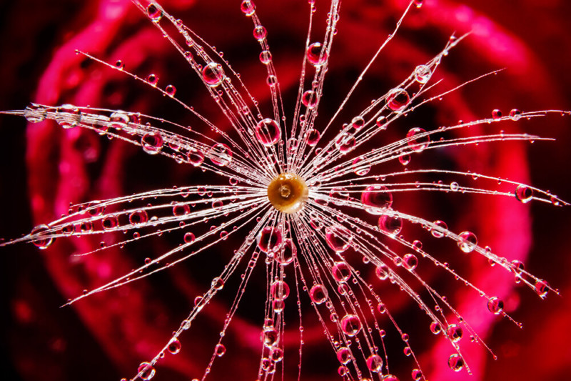 rose_1-800x533.jpg