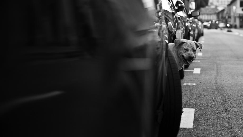 peeking_dog_by_draken413o-d3dhvlt.jpg