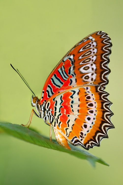 Batik_Lacewing_260909_by_inckurei.jpg