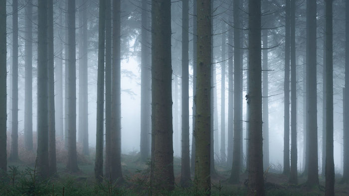 You Need More Than Perfect Conditions for Successful Forest Photography
