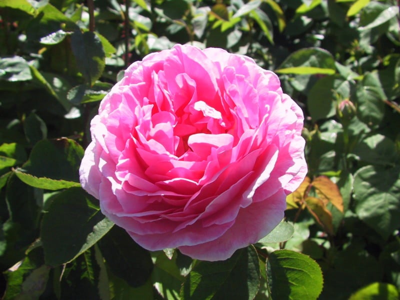 Canon-Pro90-IS-sample-38-800x600.jpg