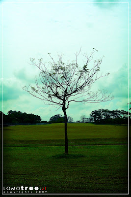Lomotree.jpg