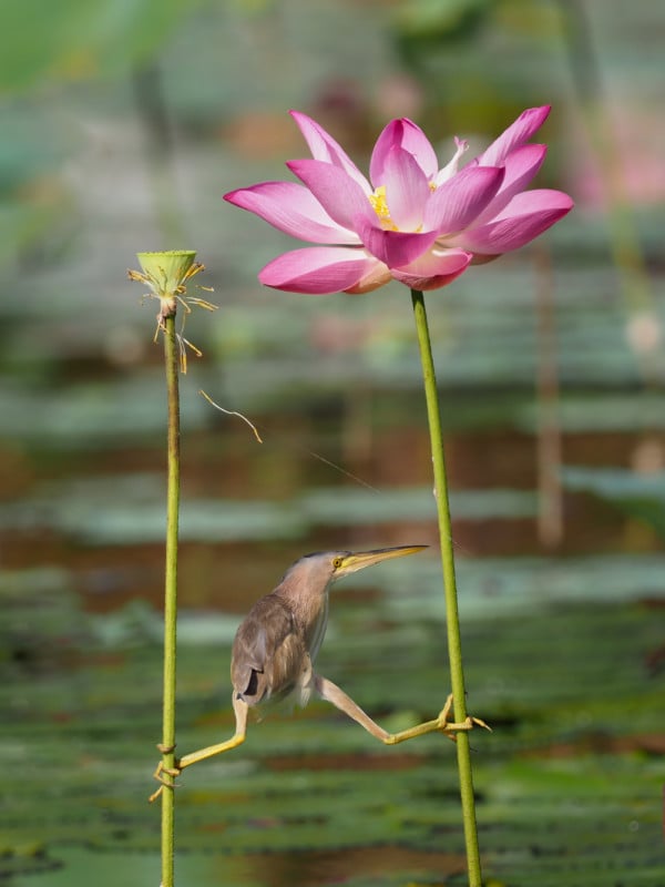 KT-WONG_Yoga-Bittern_00000180-600x800.jpg