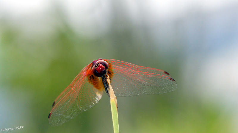 dragonfly.jpg