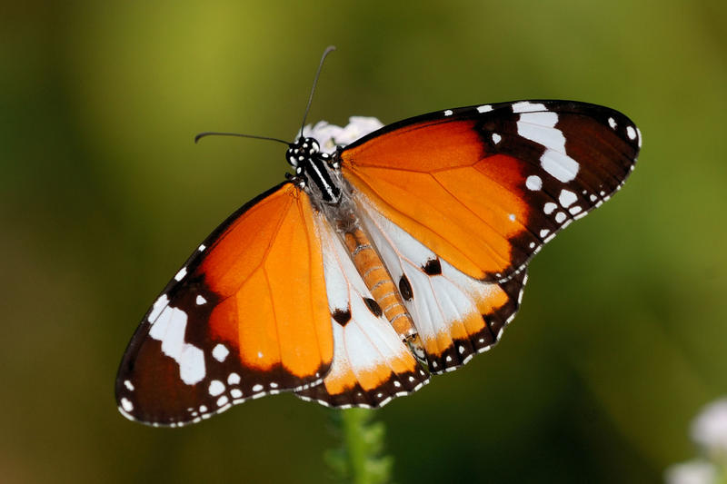 Plain_Tiger_3_240410_by_Liyana_Zolpakar.jpg