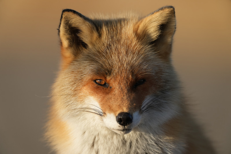 Sony-A2-sample-image-3-800x534.jpg