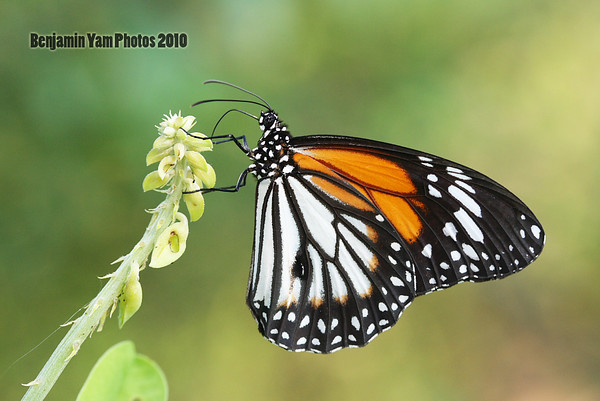 1004494547_PbcUP-M.jpg