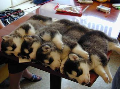 dogs-4.jpg
