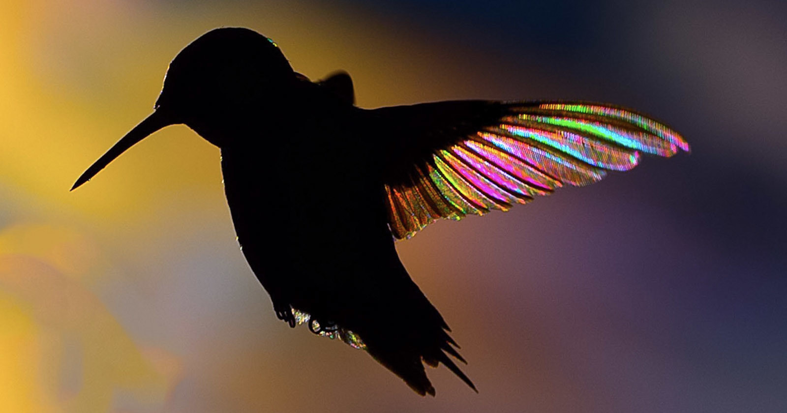 hummingbird feature