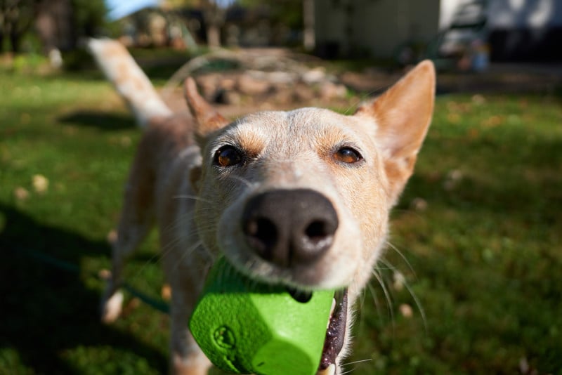 sigma-18-50mm-f2-8-lens-bokeh-18mm-800x534.jpg
