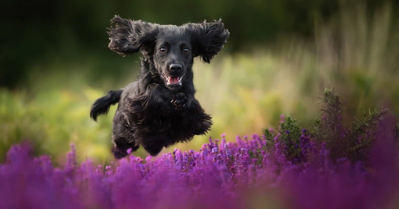 dogphotosfeat-800x420.jpg