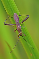 2875156265_f3897d62b5_m.jpg