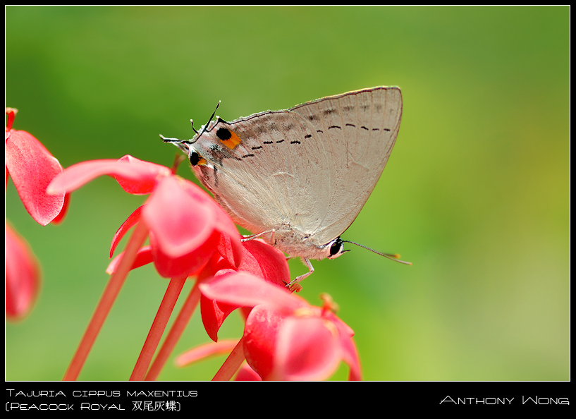 Peacock_Royal_140908_by_inckurei.jpg