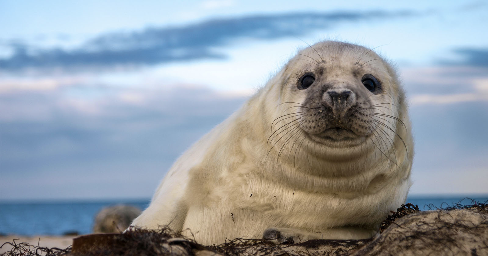 seal