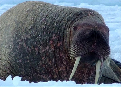 _42796935_1_walrus.jpg