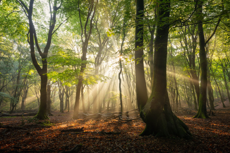 Forest-6-800x533.jpg