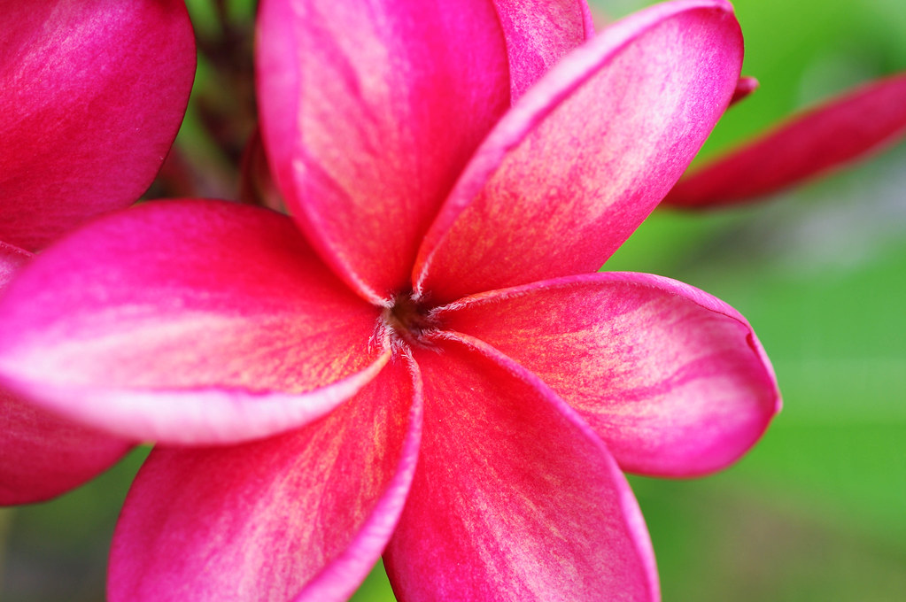 4280974335_f5dc0933e0_b.jpg