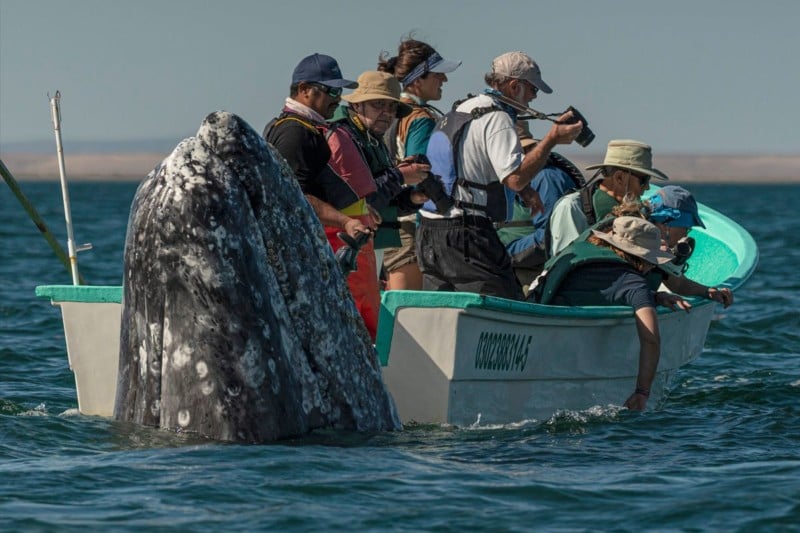 whalesneaking-800x533.jpg