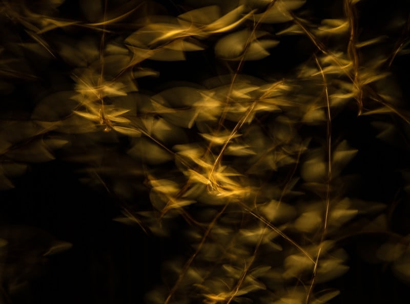Nature-TTL-awards-Petapixel-James-Gifford-800x594.jpg