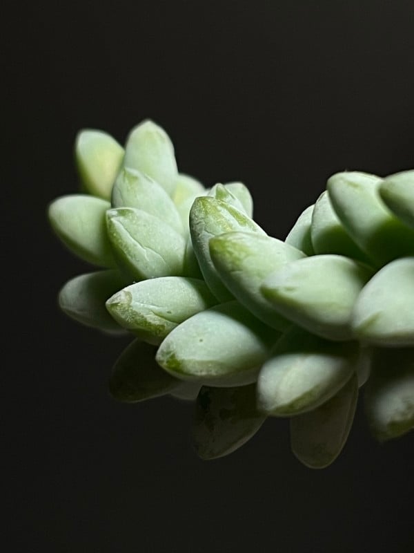 succulent-600x800.jpg
