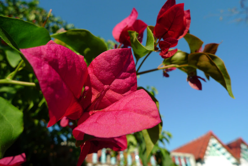 P1000226.jpg