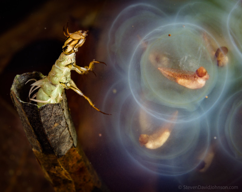 underwater-macro-photography-petapixel-7-800x635.jpg