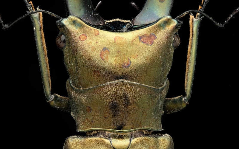 stag-beetle-insect-art-print-for-sale-800x500.jpg