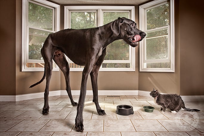 Zeus-Tallest-dog.jpg