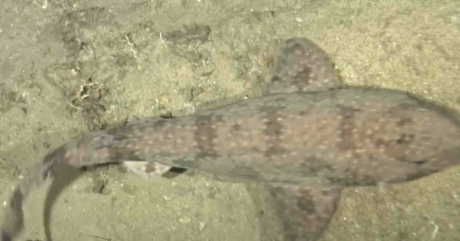 A brown, patterned shark swims close to the sandy ocean floor, viewed from above. The shark’s dorsal fin and tail are visible, and the seabed appears light and textured.
