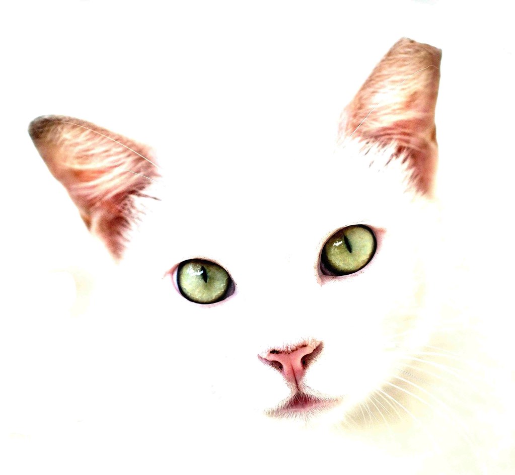 4641945358_4d9d1c800e_b.jpg