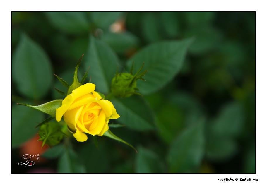 Rose.jpg