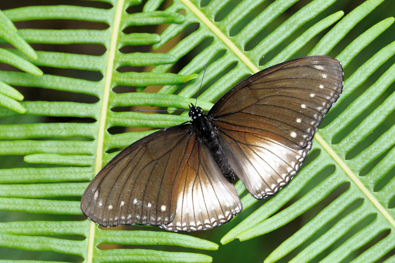 malayan_eggfly_070112_2_by_inckurei-d4ll0m5.jpg