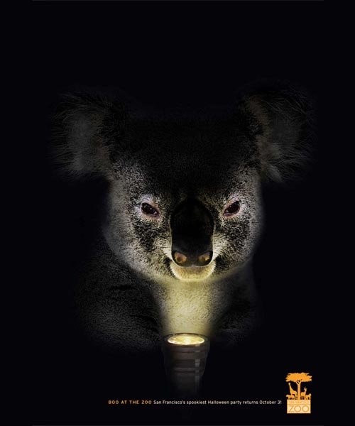 san-fransisco-zoo-koala.jpg