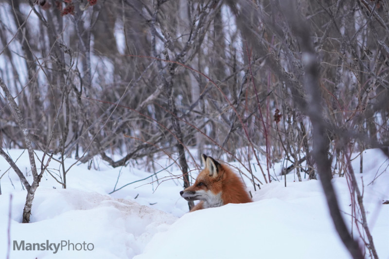 Red-Fox-20210309-003-800x533.jpg