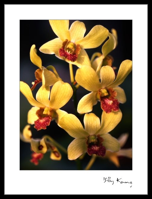 flowers001.jpg