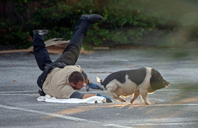 policechasingrunawaypig-3-800x518.jpg