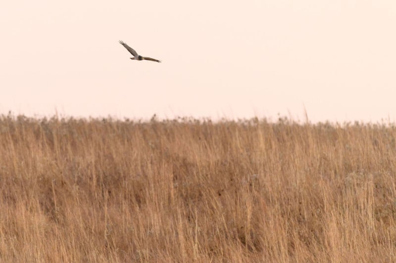 ray-hennessy-northern-harriers_003-800x532.jpg