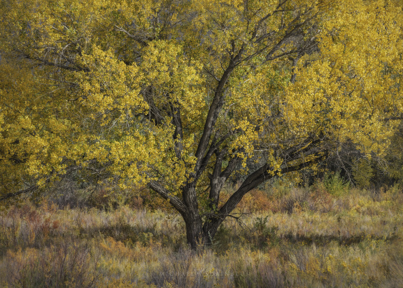 utah_fallcolor_landscapephotography_3-800x572.jpg