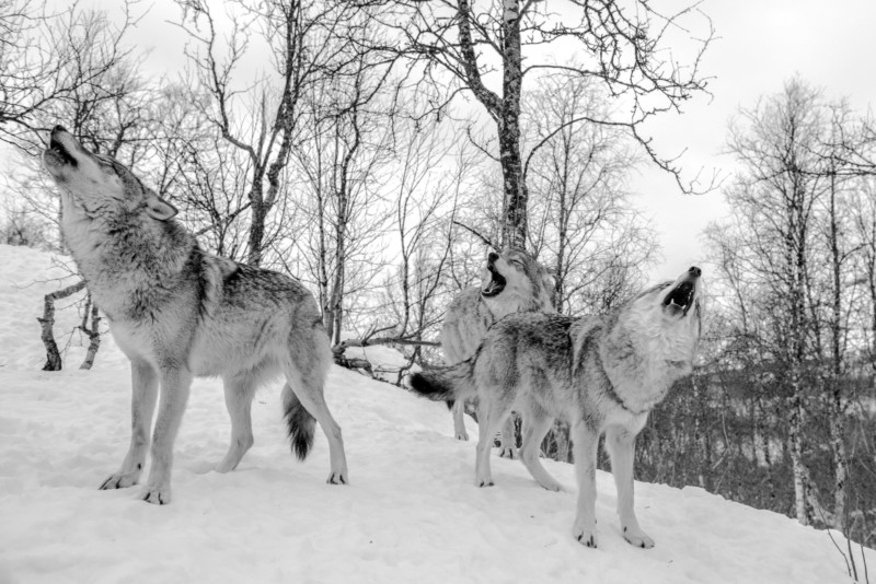 Wolves-800x534.jpg