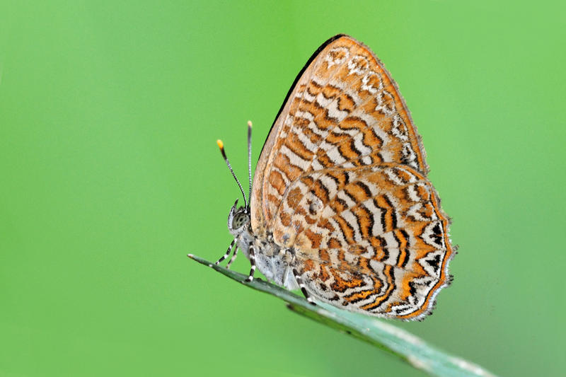 sumatran_gem_3_230711_by_inckurei-d41de6r.jpg