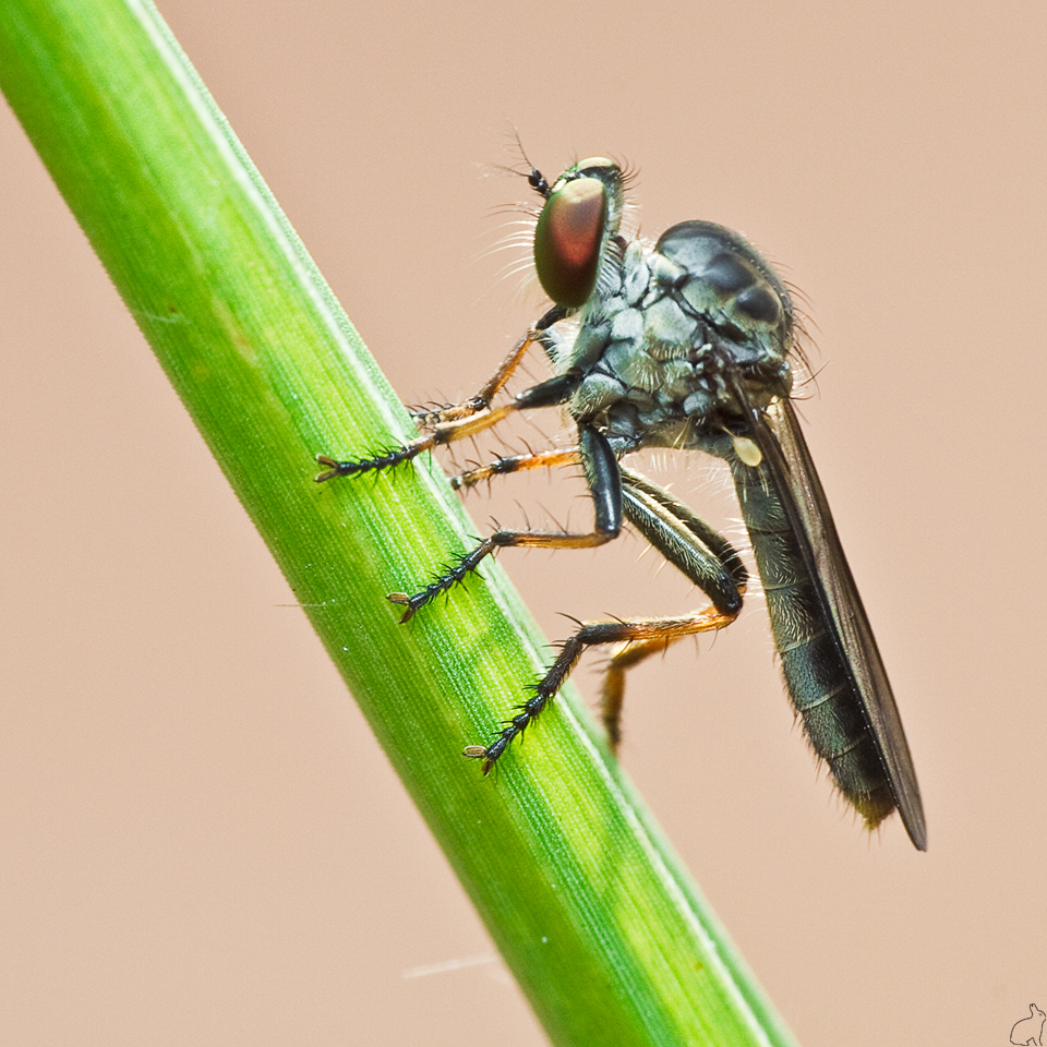 Robberfly_by_Draken413o.jpg