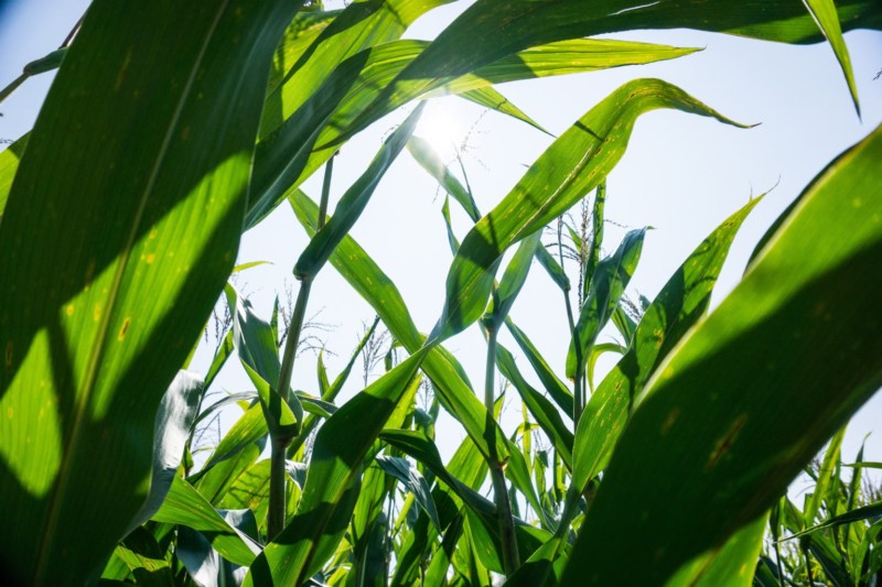 grass-800x533.jpg