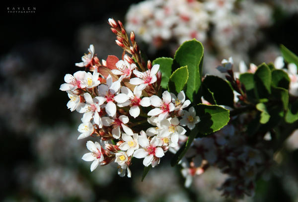 Spring_Bouquets_by_RealmicSorcerer.jpg