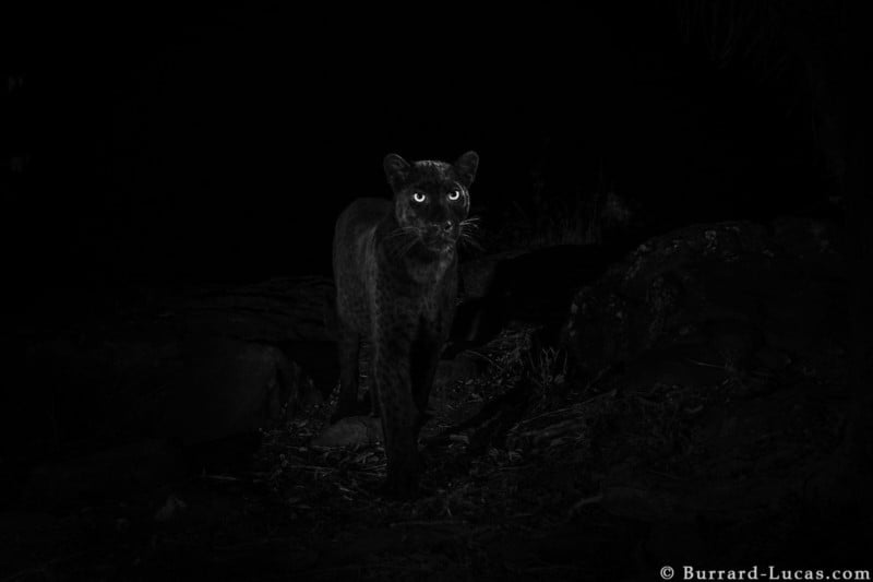 black_leopard_kenya-800x533.jpg